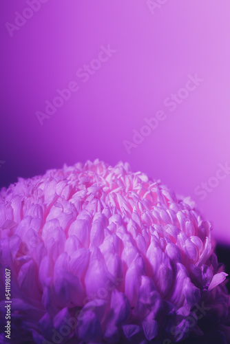 Lilac flower bud petals close-up. Gentle background. Banner. Horizontal postcard with lush chrysanthemum  peony  rose or carnation. Holiday mockup design of gift certificate. Mother day card template