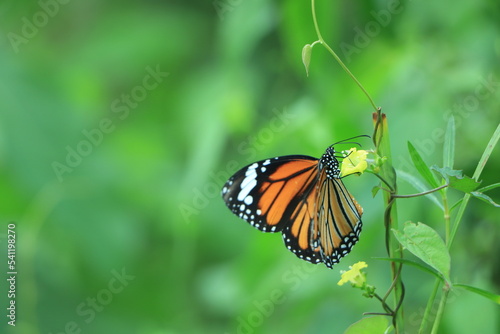 Butterfly and flower (Common Tiger) © Hasib
