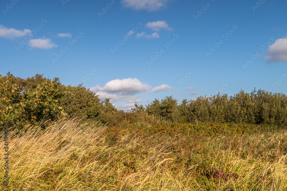 Den Helder, Netherlands. Oktober 2022. The dune landscape at the Grafelijkheidsduinen in Den Helder. Den Helder, Netherlands. Oktober 2022. The dune landscape at the Grafelijkheidsduinen in Den Helder.