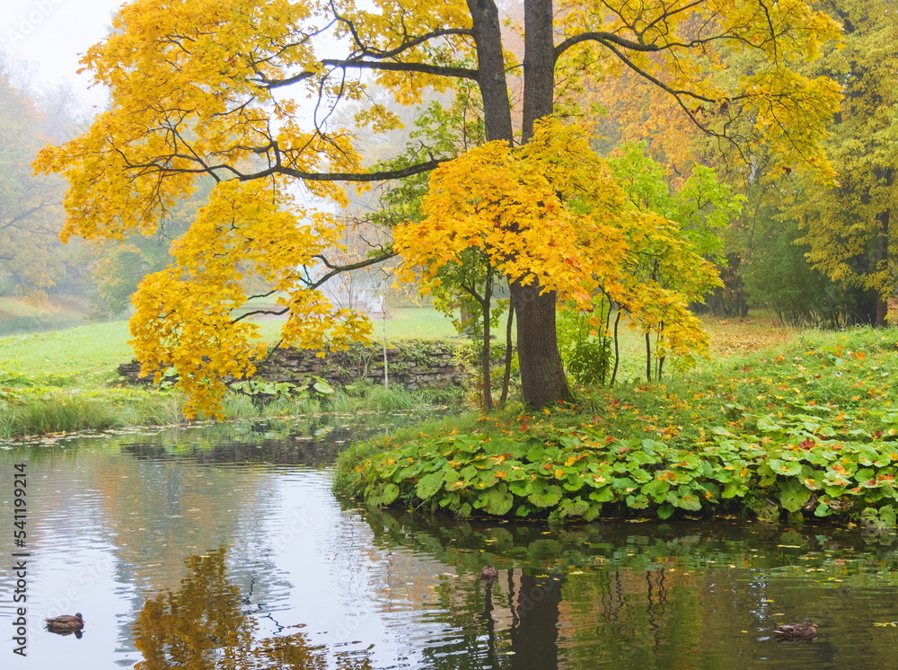 Autumn day in the park. Gold autumn. Trees and lake. Autumn day in the park. Gold autumn. Trees and lake.