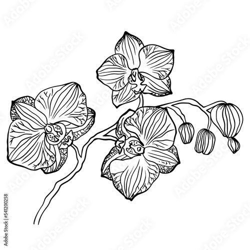 Vector illustration orchid branch highlighted on white background.