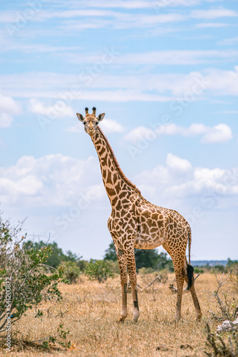 giraffe in the wild