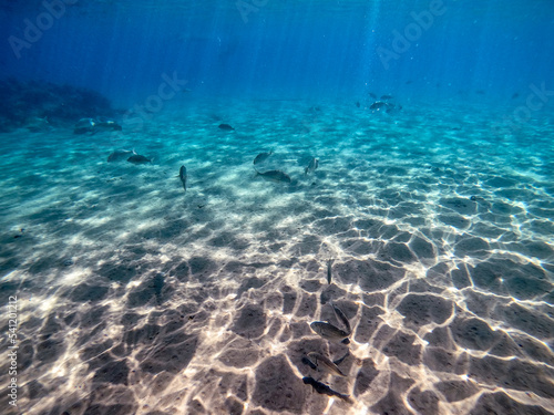 Shoal of Sargos or White Seabream swimming at the coral reef in the Red Sea, Egypt.. © kostik2photo