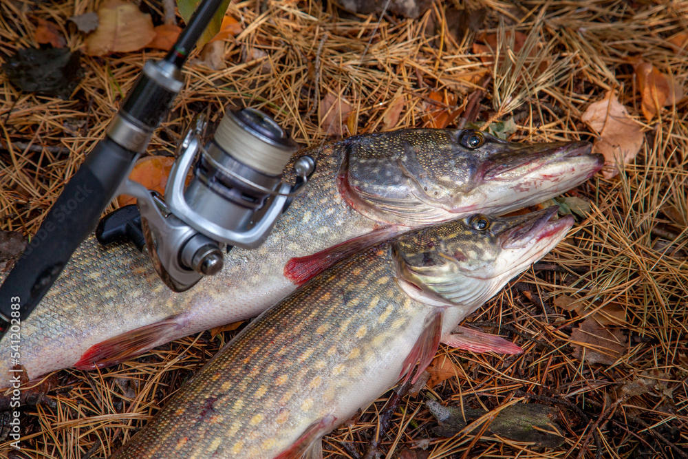 Freshwater pike fish. Two freshwater pike fish and fishing rod with reel on yellow leaves at autumn time.. Freshwater pike fish. Two freshwater pike fish and fishing rod with reel on yellow leaves at autumn time..