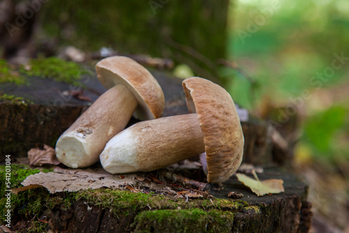 Several boletus mushroom in the wild. Porcini mushroom (Boletus aereus) on old fungy hemp in forest at autumn season.. photo