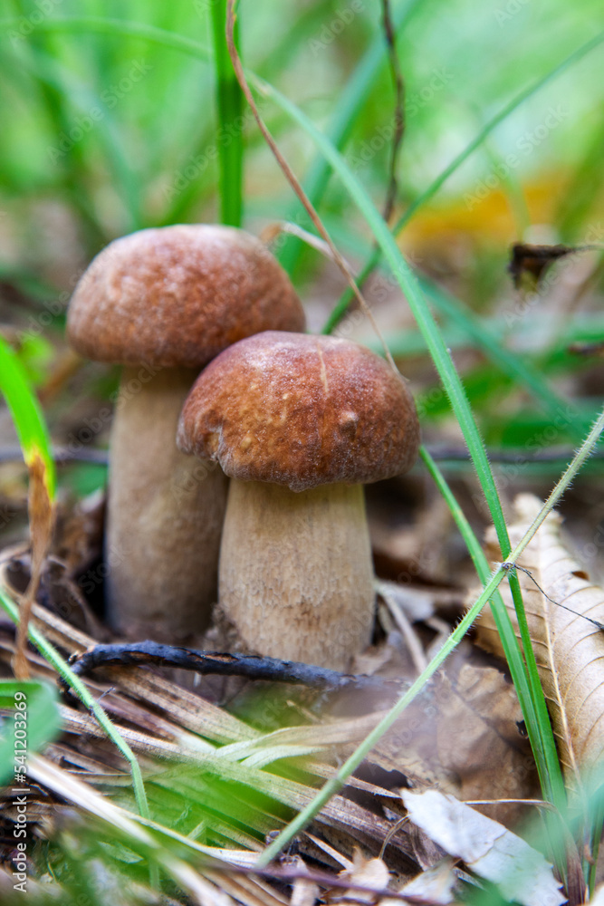 Mushroom family of boletus mushroom in the wild. Porcini mushroom grows on the forest floor at autumn season.. Mushroom family of boletus mushroom in the wild. Porcini mushroom grows on the forest floor at autumn season..