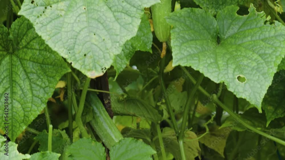 Close up of a mature cucumber plant with fresh green leaves and stems Close up of a mature cucumber plant with fresh green leaves and stems