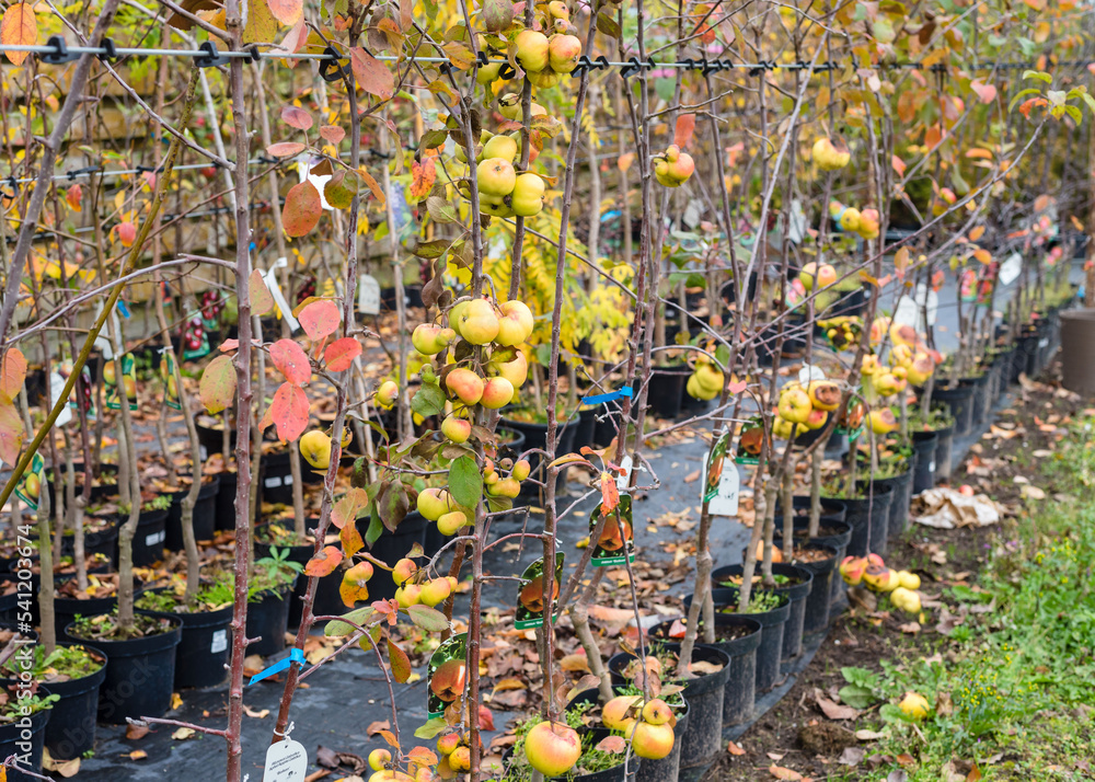 Fototapeta premium Varietal apple trees for sale. The concept of industrial manufacturing grafting trees