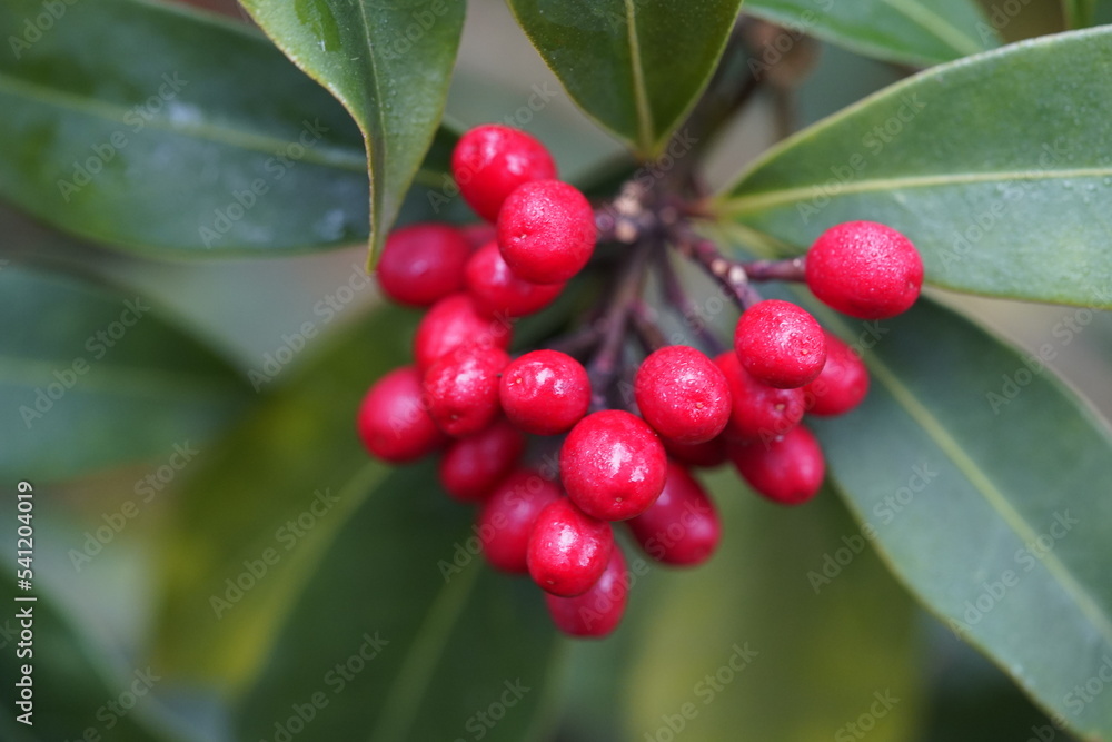 Skimmia japonica, the Japanese skimmia, is a species of flowering plant in the family Rutaceae.