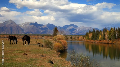 Horses graze on the bank of a calm river against the backdrop of the Eastern Sayan Mountain range on sunny September day. Beautiful autumn landscape. Buryatia, Irkut river, Tunka valley