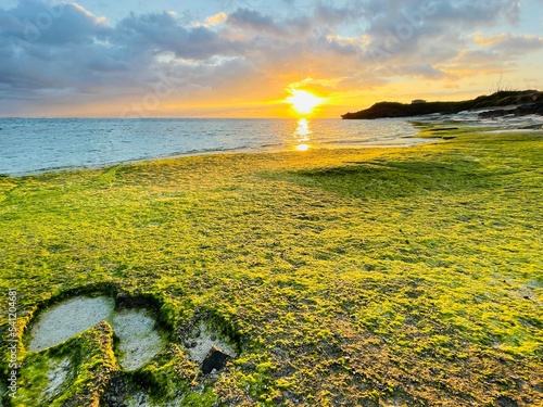 あおさ広がる春の海岸とオレンジ色の朝日