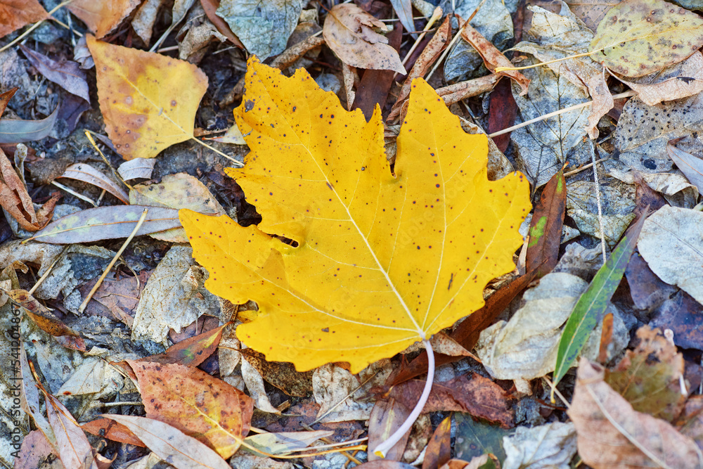Yellow maple leaf on an autumn day