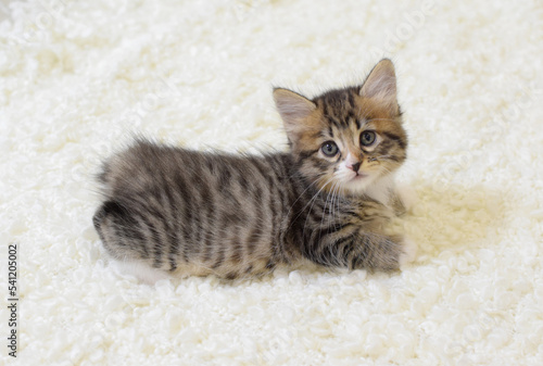 A small cute kitten of the Kuril Bobtail breed lies on a white fluffy plaid. A cat with a short tail. Selective focus
