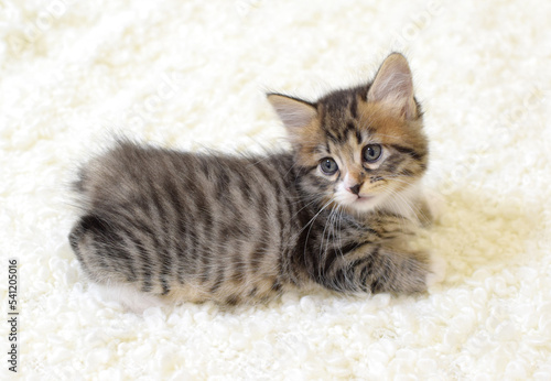 A small cute kitten of the Kuril Bobtail breed lies on a white fluffy plaid. A cat with a short tail. Selective focus