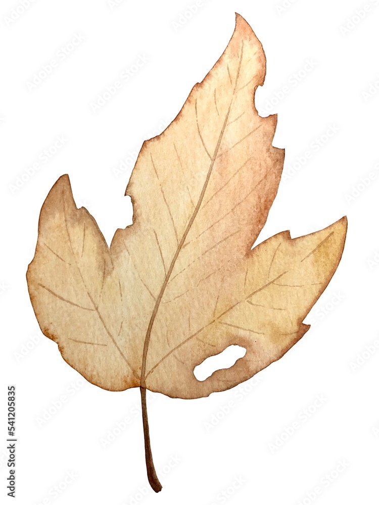Autumn leaf watercolor botanical illustration Autumn leaf watercolor botanical illustration