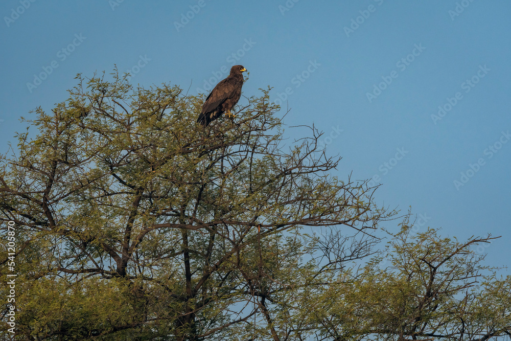 greater spotted eagle perched high on tree at keoladeo national park or bharatpur bird sanctuary rajasthan India asia - Clanga clanga greater spotted eagle perched high on tree at keoladeo national park or bharatpur bird sanctuary rajasthan India asia - Clanga clanga