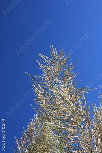 Wild grasses swaying in the wind beneath a clear blue sky. © Lina
