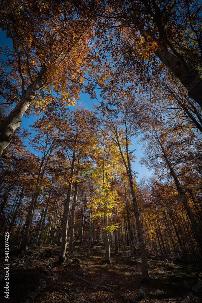 Foliage a Monte Livata - Campo dell'Osso - Subiaco - Roma - Italia Foliage a Monte Livata - Campo dell'Osso - Subiaco - Roma - Italia