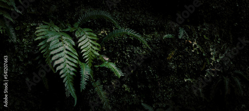 fern plant in dark rainforest jungle. banner with copy space
