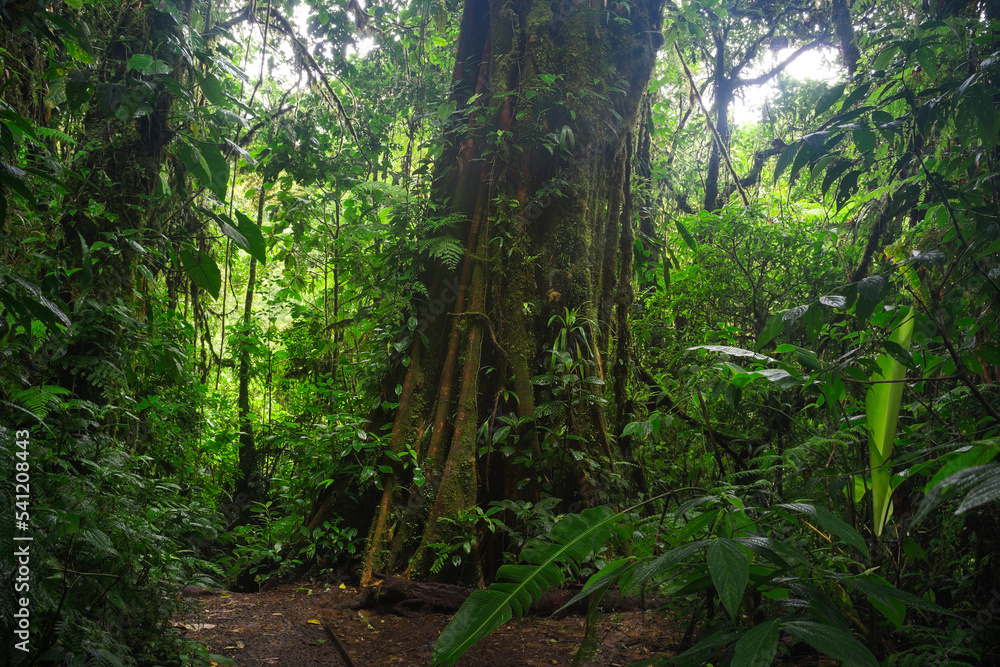 Tropical forest landscape in Central America.
