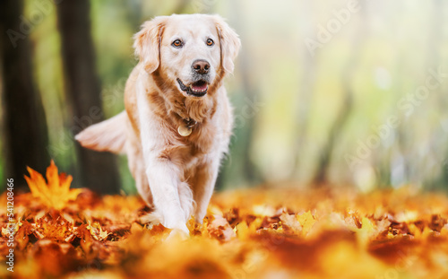 Happy golden retriever dog walking and playing in autumn park