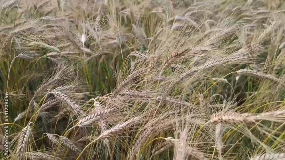 Close up of wheat ears, field of wheat in a summer day. Harvesting period Close up of wheat ears, field of wheat in a summer day. Harvesting period