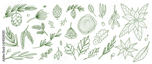 Winter botany. Hand drawn line coniferous tree branches, cones and berries, pinecones and poinsettia flower. Line decorative elegant elements. Christmas plants. Botanical vector decor set