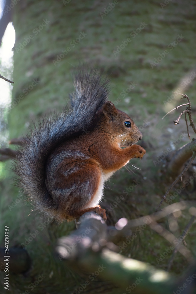 Squirrel with nuts Squirrel with nuts