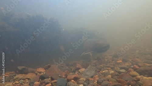 Underwater photography of Amemasu spawning in eastern Hokkaido wetland rivers photo