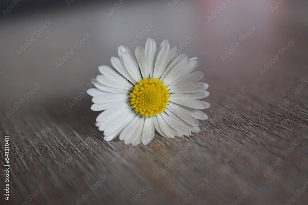 Fototapeta premium daisy on wood