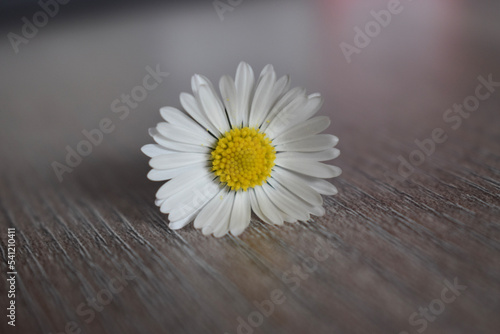 daisy on wood