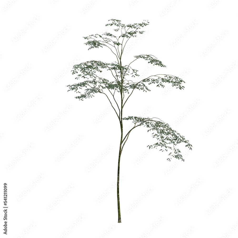 Obraz premium deciduous tree, isolated on white background, 3D illustration, cg render
