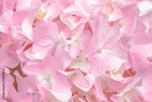 background of delicate pink hydrangea petals with raindrops