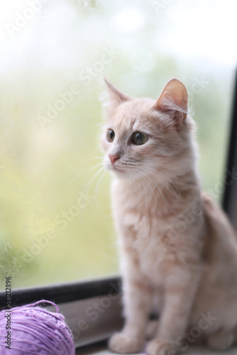 A little peach-colored kitty sits on the windowsill and looks out the window. Portrait of a cream-colored cat sitting next to a purple ball of thread at the window indoors.