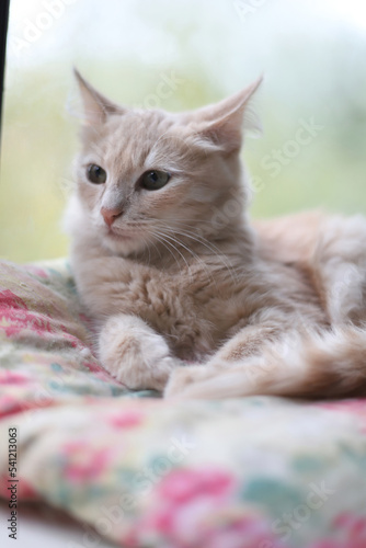 A young peach-colored kitty is lying on a pillow by the window.Portrait of a red cat looking to the side, indoors. A beautiful cream-colored kitty lies on a pillow on the windowsill and looks away.