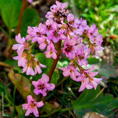 Bergenia crassifolia plant. pigsqueak plant. leather bergenia plant. Pink flowers bloom plant. photo