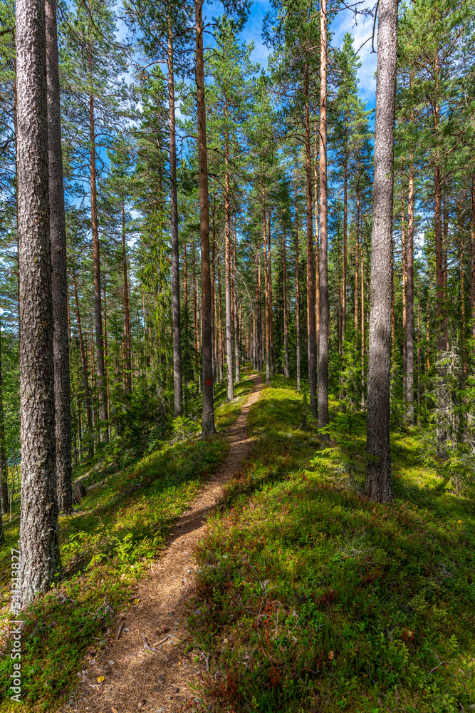 Walking path upon a sand ridge in a pine forest in Sweden