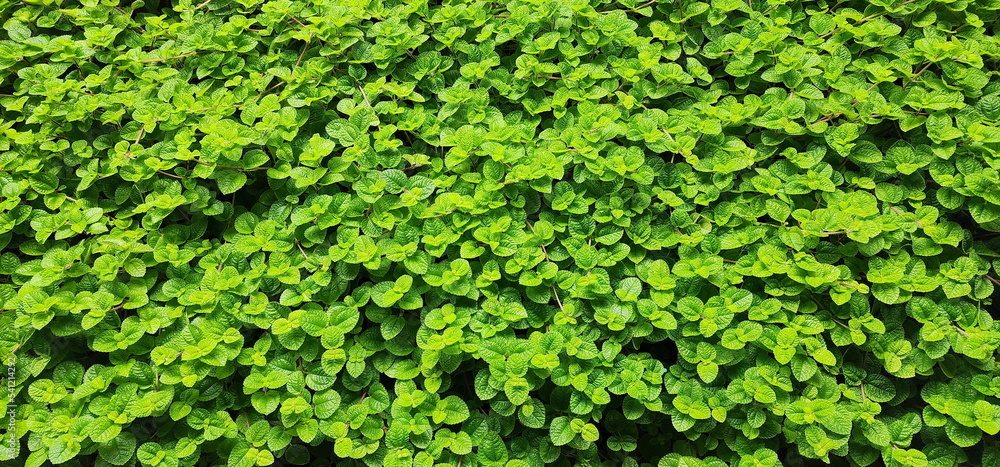 Pilea nummulariifolia or Creeping Charlie Scientific name: Pilea nummulariifolia (Sw.) Wedd. A herbaceous plant with succulent stems, green to magenta. Popular to cover the soil or as a hanging pot.
Pilea nummulariifolia or Creeping Charlie Scientific name: Pilea nummulariifolia (Sw.) Wedd. A herbaceous plant with succulent stems, green to magenta. Popular to cover the soil or as a hanging pot.