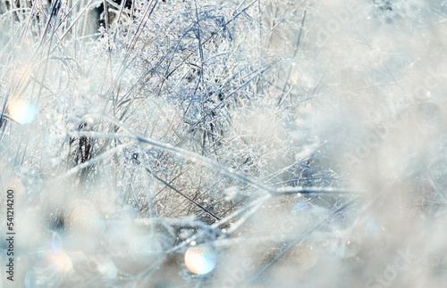 Plants and grass covered with a frost and first snow, close-up. Forest meadow. Morning fog. Autumn, early winter. Seasons, climate change, cold weather, ecology, botany. Natural background, textures