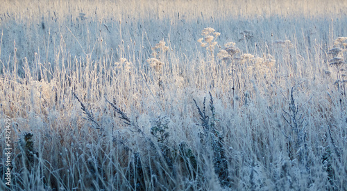 Plants and grass covered with a frost and first snow, close-up. Forest meadow. Morning fog. Autumn, early winter. Seasons, climate change, cold weather, ecology, botany. Natural background, textures © Aastels