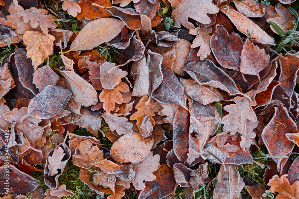 Forest floor of dry golden leaves. Crystal clear frost, ice, first snow. Autumn, early winter. Texture, background. Soft sunlight. Climate change, nature, environment Forest floor of dry golden leaves. Crystal clear frost, ice, first snow. Autumn, early winter. Texture, background. Soft sunlight. Climate change, nature, environment