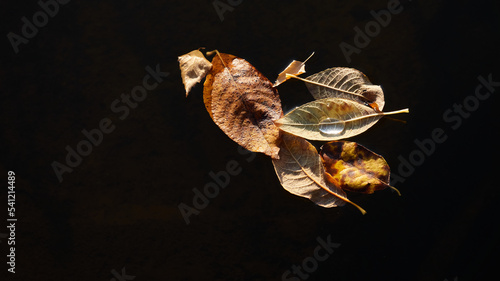 Fototapeta Naklejka Na Ścianę i Meble -  Golden leaves of deciduous tree, dark water surface, dew drops. Autumn, early winter, Cold weather,.natural, environment. Atmospheric plant background, close-up