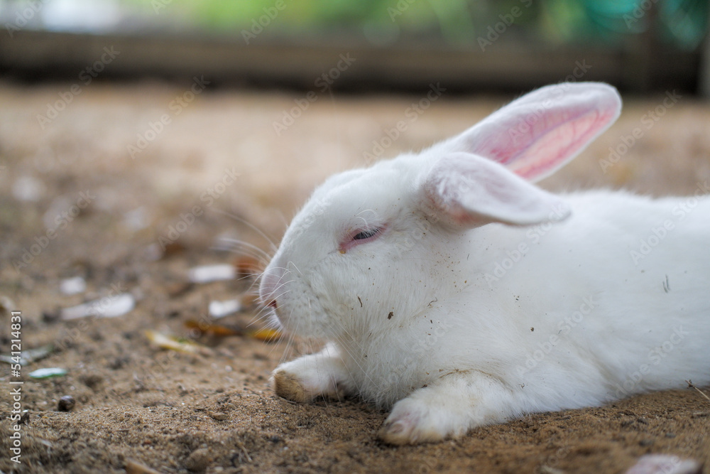 The rabbit family is having fun, walking, eating, sleeping on the ground and concrete. The rabbit family is having fun, walking, eating, sleeping on the ground and concrete.