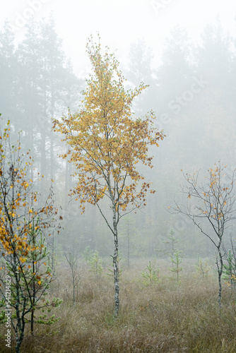 a young birch tree on an autumn foggy morning in a swamp