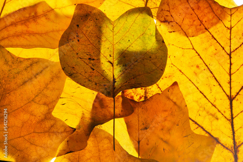 Brown autumn leafs from the Tulip tree.