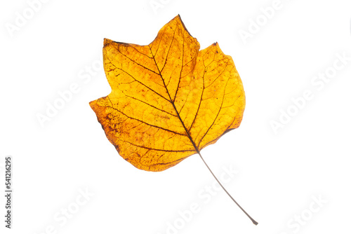 Brown autumn leaf from the Tulip tree.