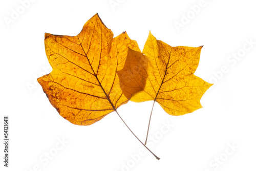 Brown autumn leafs from the Tulip tree.