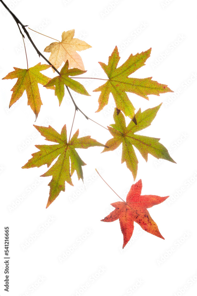Falling autumn maple leaves on a white background. Falling autumn maple leaves on a white background.