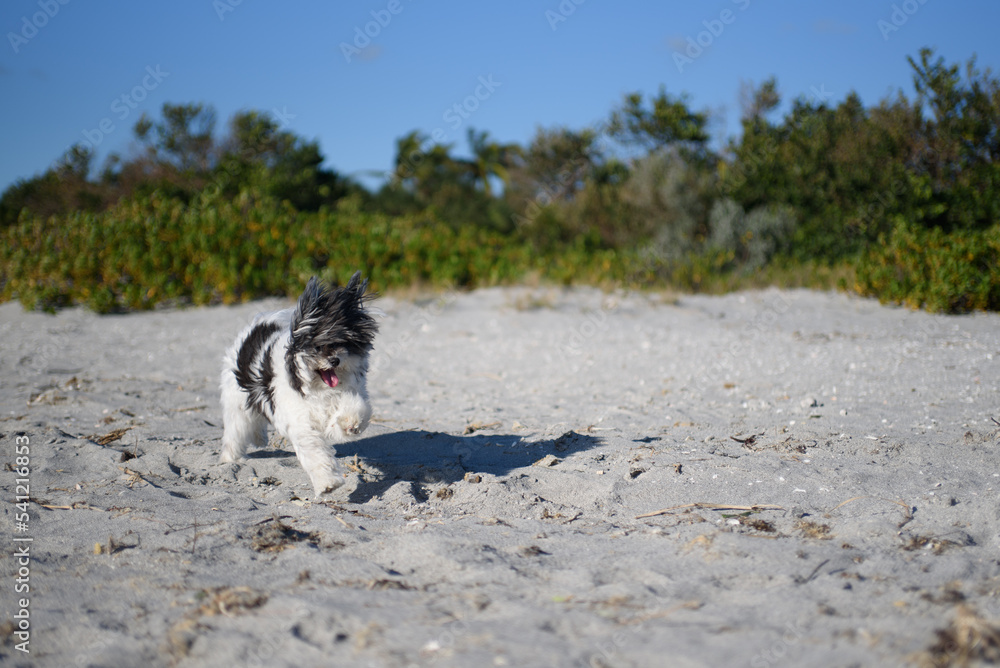 Cute Female Havanese Puppy Dog waiting and playing happily at the beach