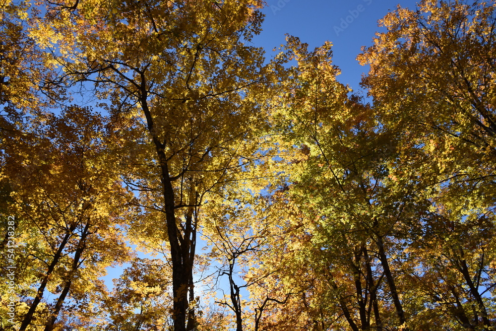 A maple forest in autumn, Sainte-Apolline, Québec, Canada A maple forest in autumn, Sainte-Apolline, Québec, Canada
